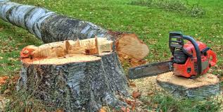 Best Tree Preservation Services  in , NM