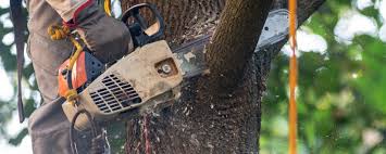 Best Lawn Pest Prevention  in , NM