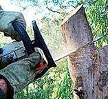 Best Fruit Tree Pruning  in , NM