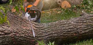 Best Storm Damage Tree Cleanup  in , NM