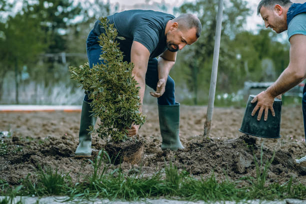 Best Lawn Seeding  in , NM