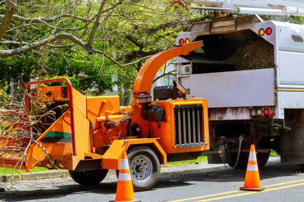 Best Hazardous Tree Removal  in , NM