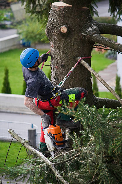Best Hedge Trimming  in , NM