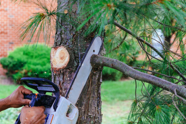Best Tree Risk Assessment  in , NM