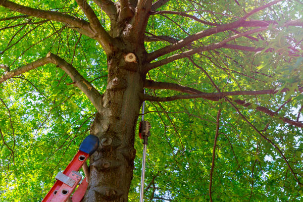 Best Commercial Tree Services  in , NM